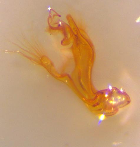 Réf. 213 254 : Hydraena assimilis